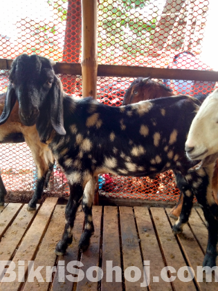 ব্লাক বেঙ্গল পাঠা ছাগল